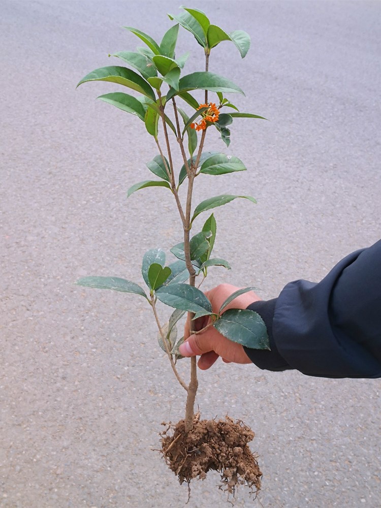桂花树苗:自然与城市的融合之光